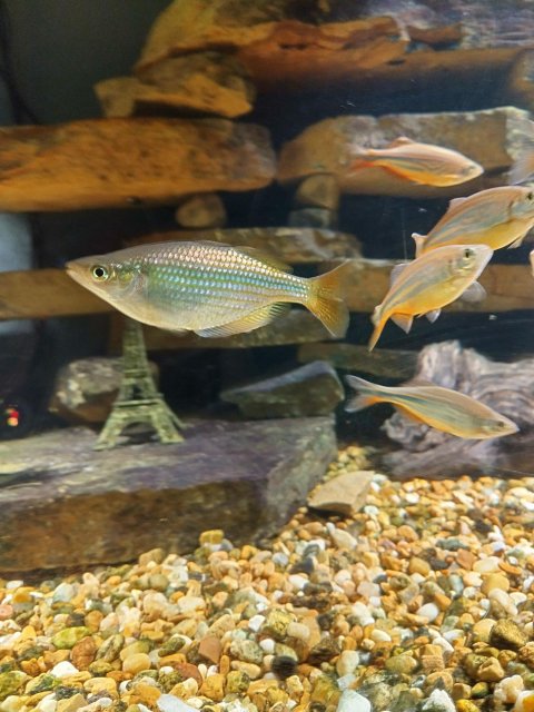 lone danio with Giant Danios.jpg