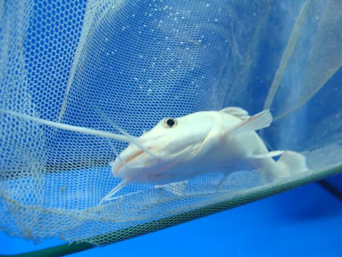 Super Rare Platinum Red Tail Catfish For Sale! | MonsterFishKeepers.com