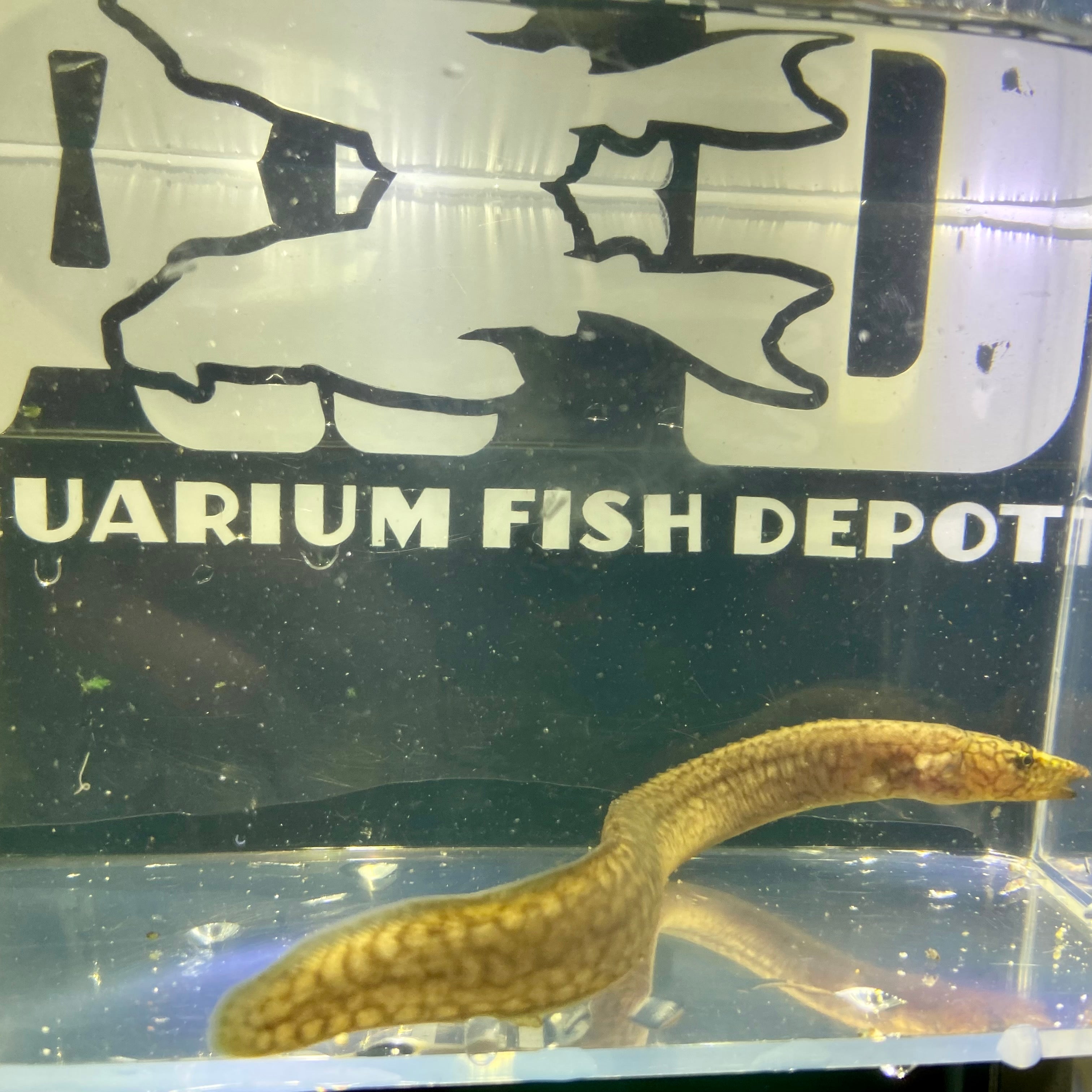 aquariumfishdepot.com