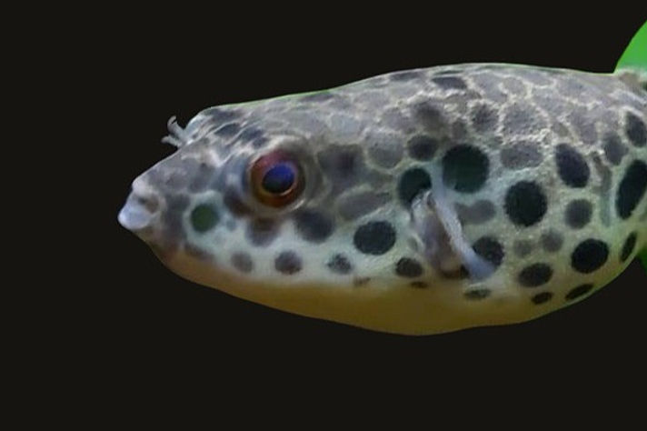 www.pufferfishenthusiastsworldwide.com