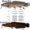 Snakehead and Bowfin image.JPG