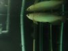 green asian arowana.jpg