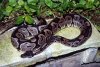 axanthic.jpg