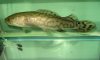 bowfin.jpg bowfin.jpg