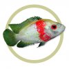 Red Star Flower Horn Cichlid.jpg