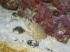 sand crab.3.jpg