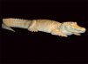 a_lizard.2129.1.jpg