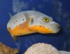 tonga orange belly puffer.jpg tonga orange belly puffer.jpg