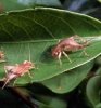 cricket120504.jpg