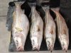 fish3.jpg