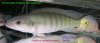 Anuasha2.jpg