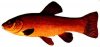 tench400.jpg