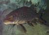 esox_lucius1.jpg