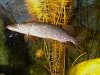 esox_lucius2.jpg
