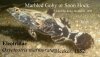 oxyeleotris_marmorata_marbled_goby2063.jpg