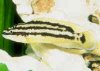 Julidochromis_ornatusAQ 1.jpg