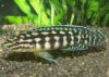 Julidochromis_marlieriAQ 2.jpg