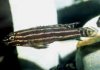 Julidochromis_reganiAQ3.jpg
