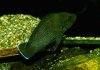 Variabilochromis_moorii_F.jpg Variabilochromis_moorii_F.jpg