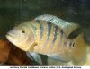 mayancichlid.jpg mayancichlid.jpg