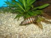 Ctenopoma ansorgei.jpg