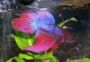 betta4.jpg