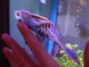 12new pleco 005.JPE