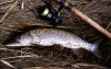 fish02.jpg