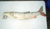fish1.jpg