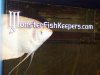 fffish 010 (Medium).jpg