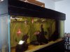 fffish 003 (Small).jpg