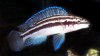 julidochromis_dickfeldi.jpg julidochromis_dickfeldi.jpg