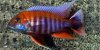 Aulonocara_jacobfreibergei.jpg