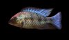 Fossorochromis.jpg Fossorochromis.jpg