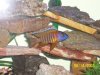 peacock3.JPG