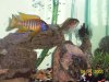 peacock2.JPG