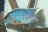 Aulonocara_sp_turkis.jpg