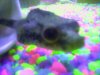 Puffer swimming.jpg