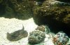stonefish.jpg