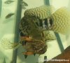 managuense VS crayfish.jpg