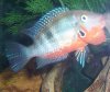 375gFiremouth2.jpg