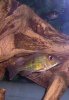 GeoF8Puffer.jpg
