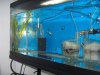 fish again 061.jpg