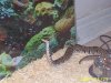 snake3.JPG