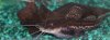 newer fish 170.jpg