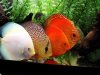 discus.jpg