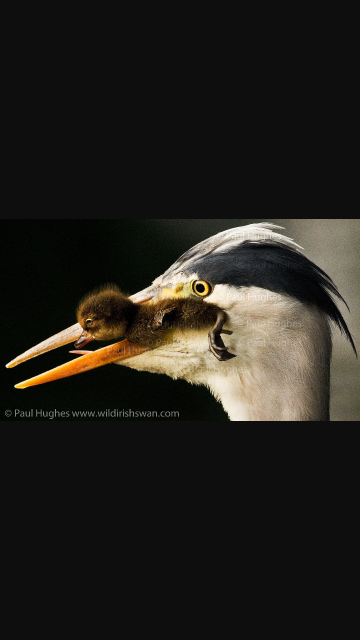 Screenshot_2017-01-25-10-21-19.png Screenshot_2017-01-25-10-21-19.png