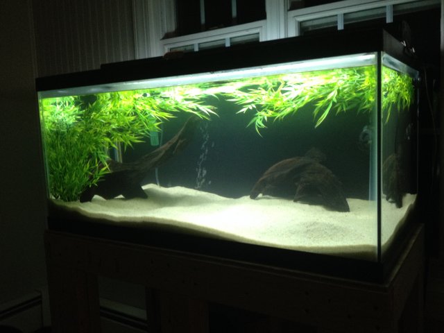 My Gulper Catfish Asterophysus batrachus MonsterFishKeepers