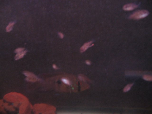 STF_2500.JPG