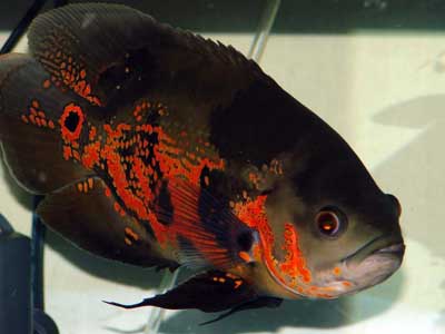 092007-fom.jpg